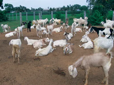 Osmanabadi goats at the Chevon farm in Solapur